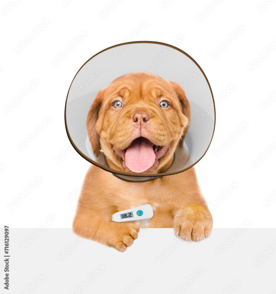 Poster cute mastiff puppy with thermometer and protective cone collar looking above empty white banner. iso