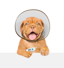 Cute Mastiff puppy with thermometer and protective cone collar looking above empty white banner. Isolated on white background