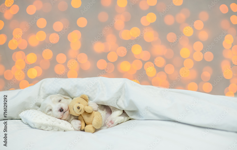 Aufkleber tiny white lapdog puppy sleeps under white blanket on a bed at home and hugs favorite toy bear. fest