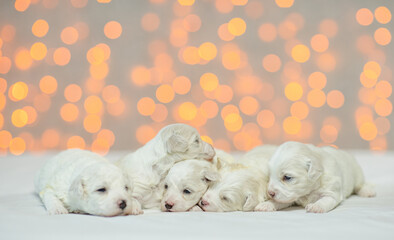 Fototapeta na wymiar Group of tiny Lapdog puppies sleeping on a bed at home on festive blurred background