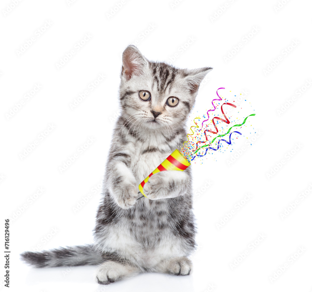 Poster Cute kitten holds exploding firecracker. Isolated on blue background