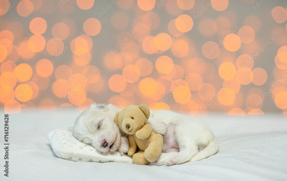Aufkleber tiny cute white lapdog puppy sleeps on a bed at home and hugs favorite toy bear. festive blurred bac