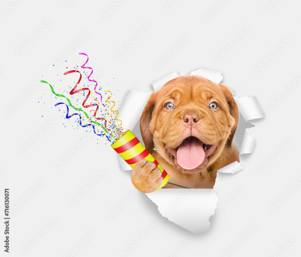 Poster Happy Mastiff puppy explodes a firecracker through the hole in white paper