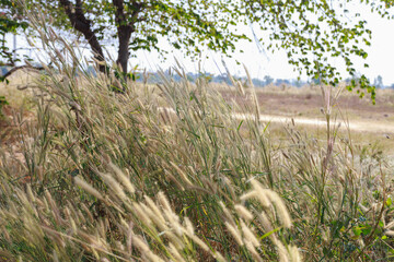A peaceful grassy open space for resting.