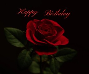 red rose on black background birthday wishes