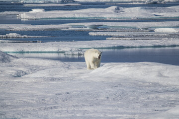 Polar Bear traveling above the Arctic Circle