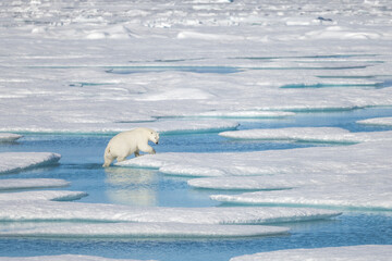 Polar Bear traveling above the Arctic Circle
