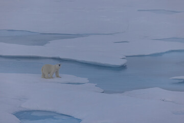 Polar Bear traveling above the Arctic Circle