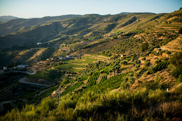 View of the slope from the vineyards of the Douro Valley, Portugal. - obrazy, fototapety, plakaty