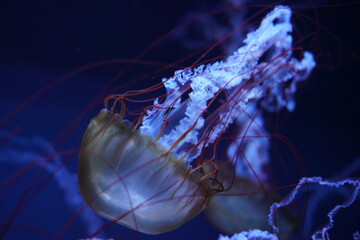 ライトアップされたクラゲ　ジェリーフィッシュ