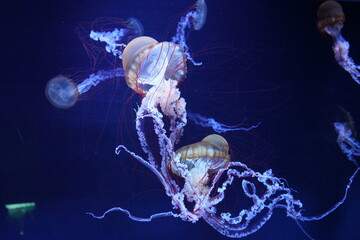 ライトアップされたクラゲ　ジェリーフィッシュ