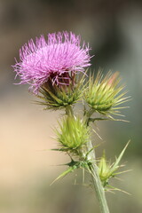 Flor de cardo