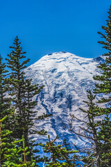 Green Trees Mount Rainier Crystal Mountain Lookout Pierce County Washington