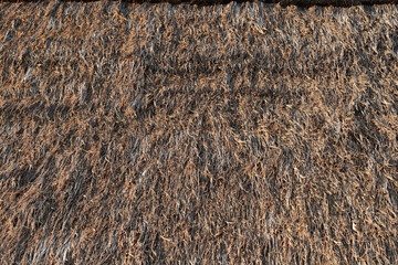 close up of dry grass for background