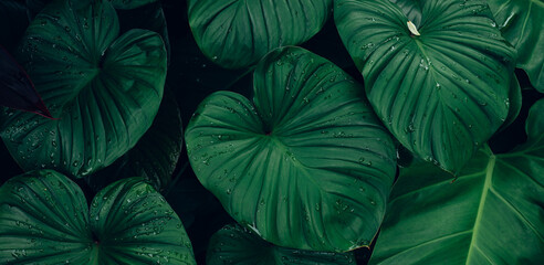 closeup tropical green leaves texture and dark tone process, abstract nature pattern background - Powered by Adobe