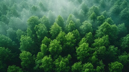 aerial view background forest of trees