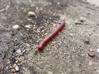 Red millipede on the ground, closeup of photo.