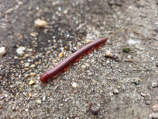 Millipede on the ground, closeup of a millipede