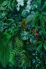 closeup nature view of green monstera leaf and palms background. Flat lay, dark nature concept, tropical leaf