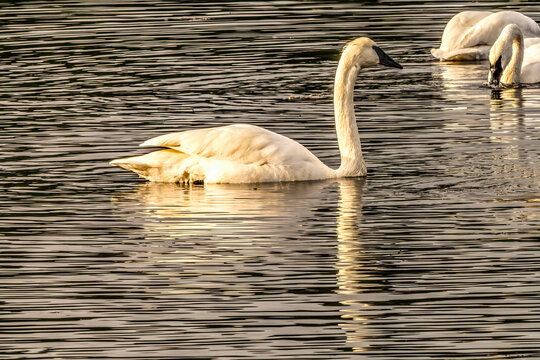 White Trumpeter Swan Juanita Bay Lake Washington Kirkland Washiington