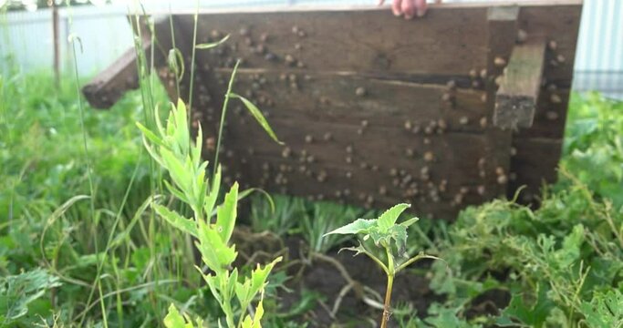 Snail farm. Snails crawling on a green leaf in the garden in the summer