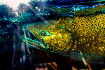 Sun Rays Chinook Salmon Close Up Issaquah Hatchery Washington State