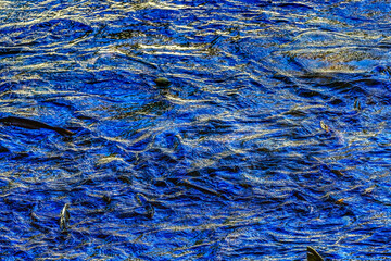 Multi-colored Blue Salmon Issaquah Creek Wahington