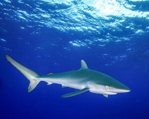 A Silky Shark Swims Below the Surface at Socorros Island of the Revillagigedo Islands in Mexico