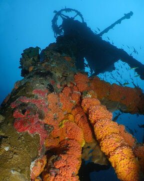 Orange Coral Grows on the Mast of the Wreck of the USCG Duane in Key Largo of the Florida Keys