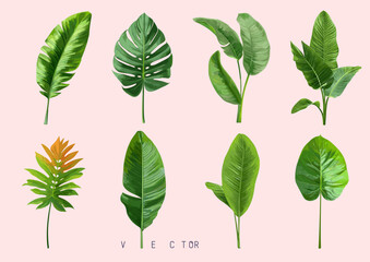 Tropical different type exotic leaves set. Jungle plants.