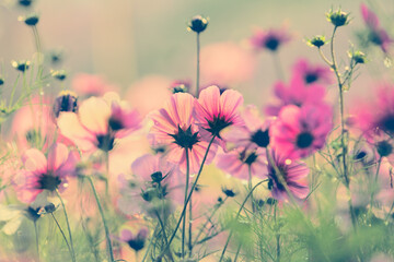 Beautiful pink cosmos flowers in nature decorated in vintage tones