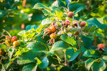 Close-up of rosehip fruits ripening in September and October, medicinal red rosehip fruits on the...
