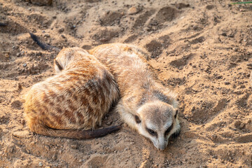 Obraz premium A group of cute meerkats. Meerkat Family are sunbathing.