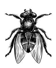 Home fly. Hand-drawn retro styled black and white illustration