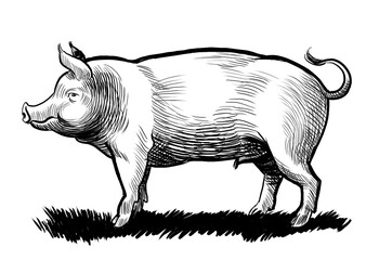 Standing pig. Hand-drawn retro styled black and white illustration