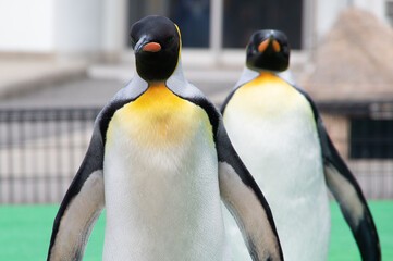 オウサマペンギンを正面から / King Penguin front view