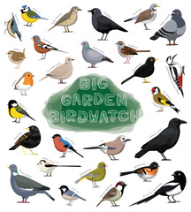 Bird Garden Birdwatch Species Set Cartoon Vector - obrazy, fototapety, plakaty