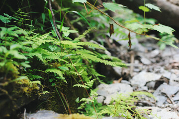 Nature Moss and ferns 