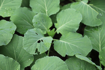 warm eating leaf of vegetable in organic farm. organic plant farm concept.