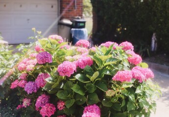 Pink hydrangeas