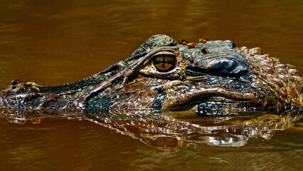 Fototapeta premium A caiman lurking at the river's edge in the Amazonian rainforest.