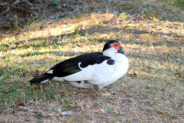 This is a Muscovy duck 2