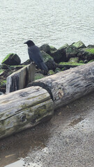 The pier at golden gate strait. Natural landscapes. Background.