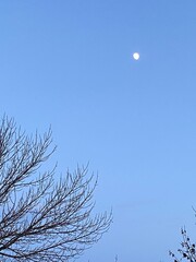 moon and tree