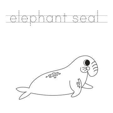 Trace the letters and color cartoon elephant seal. Handwriting practice for kids.