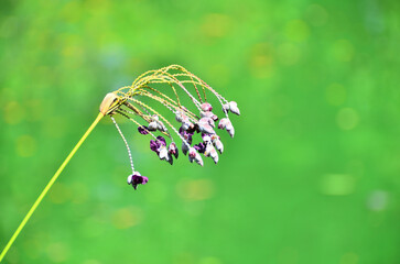 The grass flower showed that the winter has come.