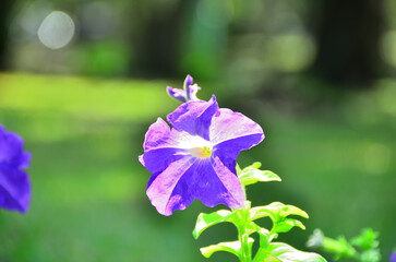 The pink Petunia in the garden is beautiful.