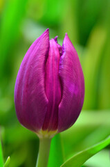 Tulip in the garden.