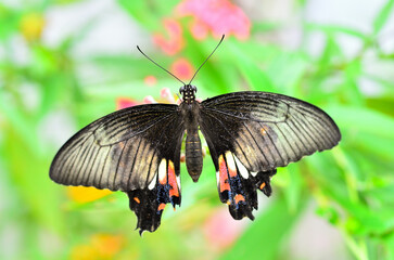 The dark tone butterfly is flying at the garden.