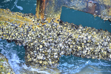 Rock Barnacles are clinging to the pillars of the pier.